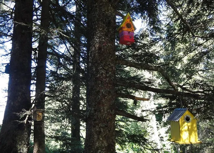 Haus Primula Pizol 홈스테이